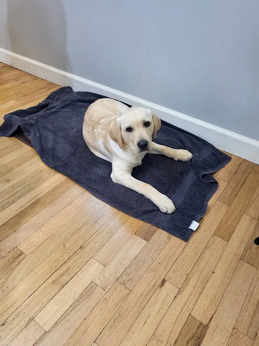 Mobile Vet Clinic-Charlotte NC 8