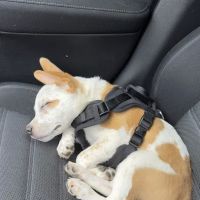 Quail Hollow Veterinary Hospital ico