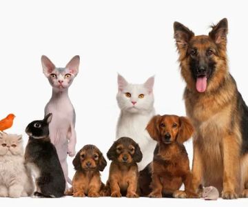 Archdale Animal Hospital