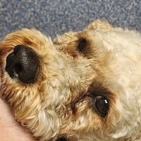 Sharon Lakes Animal Hospital ico