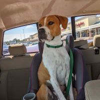 Suburban Animal Hospital ico