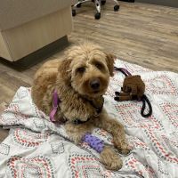 VCA Milwaukee Emergency Center for Animals ico