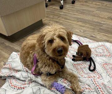 VCA Milwaukee Emergency Center for Animals