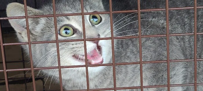 Spay/Neuter Clinic - Wisconsin Humane Society 1
