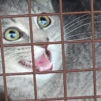 Spay/Neuter Clinic - Wisconsin Humane Society ico
