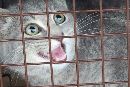 Spay/Neuter Clinic - Wisconsin Humane Society