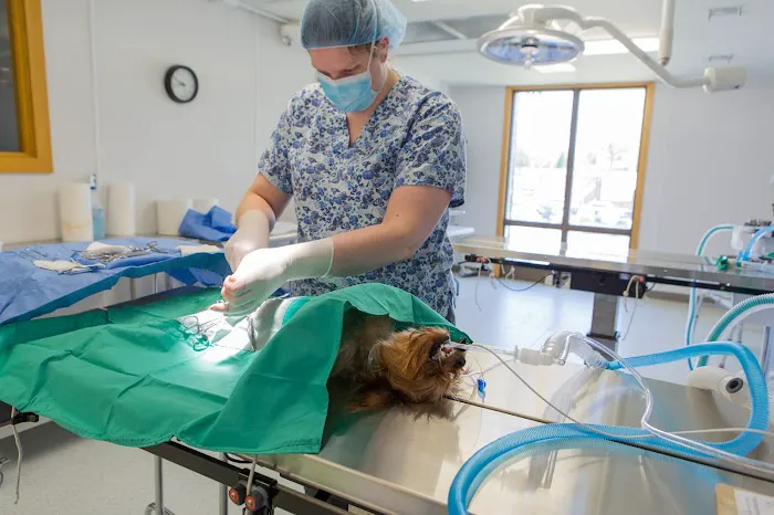 Spay/Neuter Clinic - Wisconsin Humane Society 5