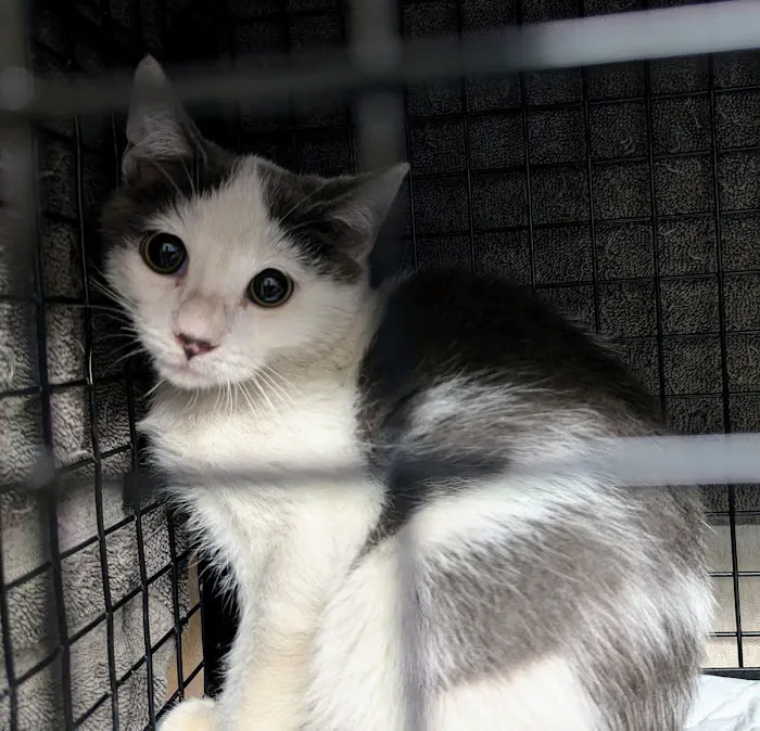 Spay/Neuter Clinic - Wisconsin Humane Society 2