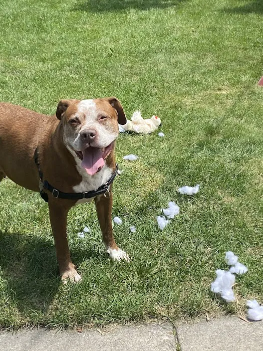 West Allis Animal Hospital 12