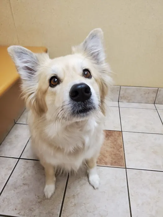West Allis Animal Hospital 12