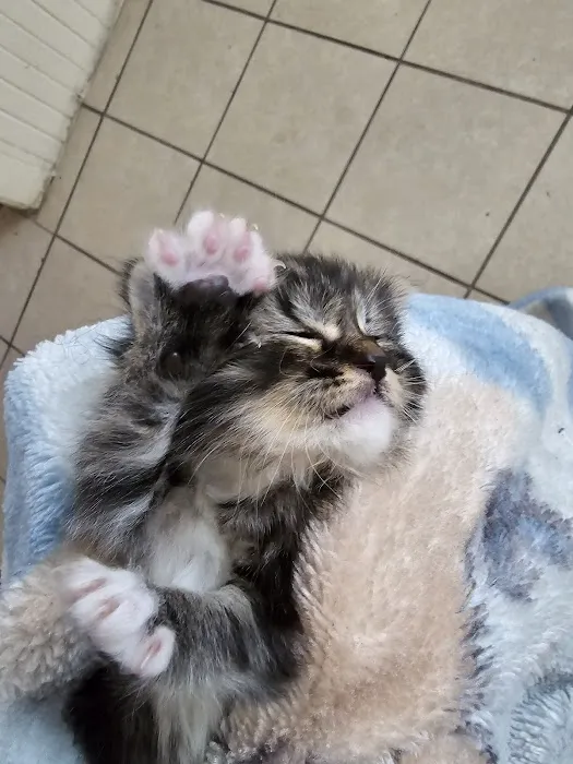 Milwaukee Animal Hospital 12