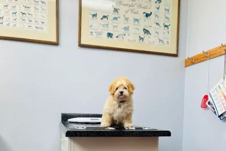 Milwaukee Animal Hospital
