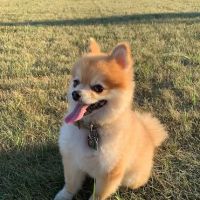 Veterinary Surgery Specialists ico