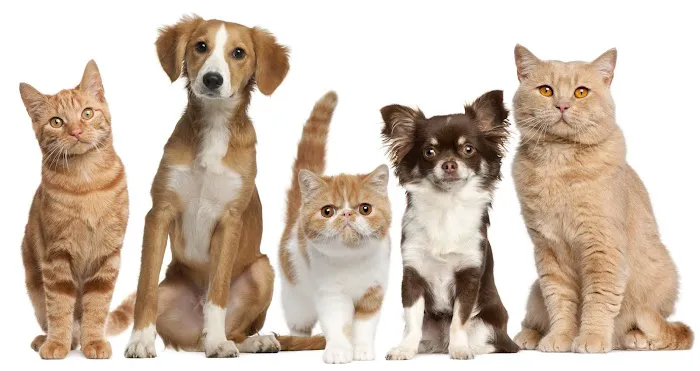 East Tosa Veterinary Clinic 1