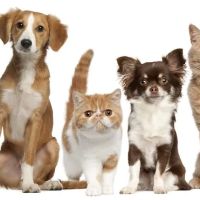 East Tosa Veterinary Clinic ico