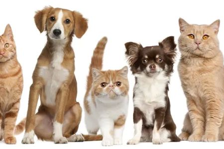 East Tosa Veterinary Clinic