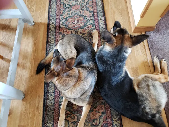Noah's Landing Pet Care Clinic, LLC 12
