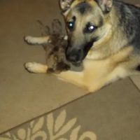 Animal Aid Clinic-South: Dean Stacey DVM ico