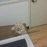 Two By Two Animal Hospital ico
