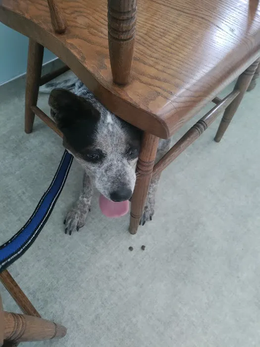 Maplecrest Animal Hospital 3