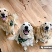 White Veterinary Clinic ico