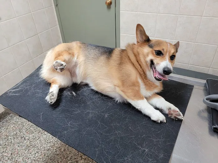 White Veterinary Clinic 3