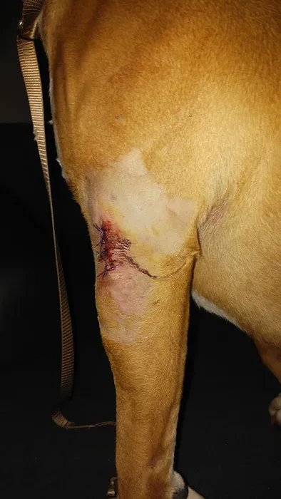 Goshen Animal Clinic 12