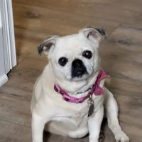 Bremen Animal Clinic ico