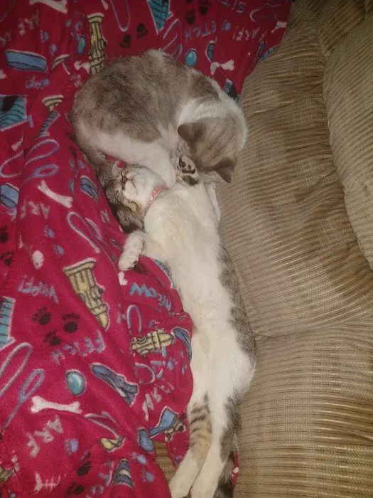 Dowagiac Animal Hospital 9