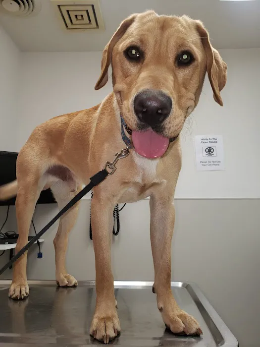 Dowagiac Animal Hospital 1