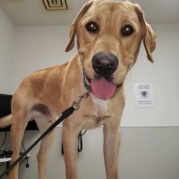 Dowagiac Animal Hospital ico