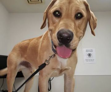 Dowagiac Animal Hospital