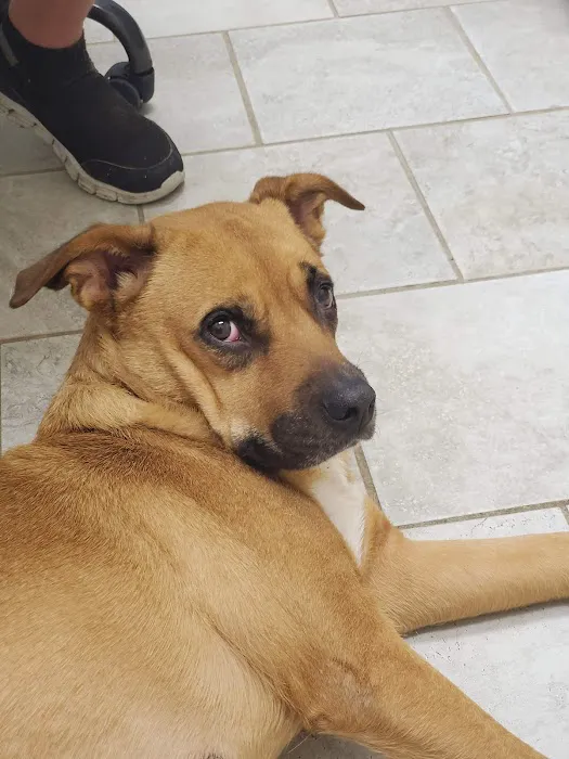Dowagiac Animal Hospital 3