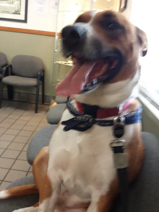 Dowagiac Animal Hospital 10