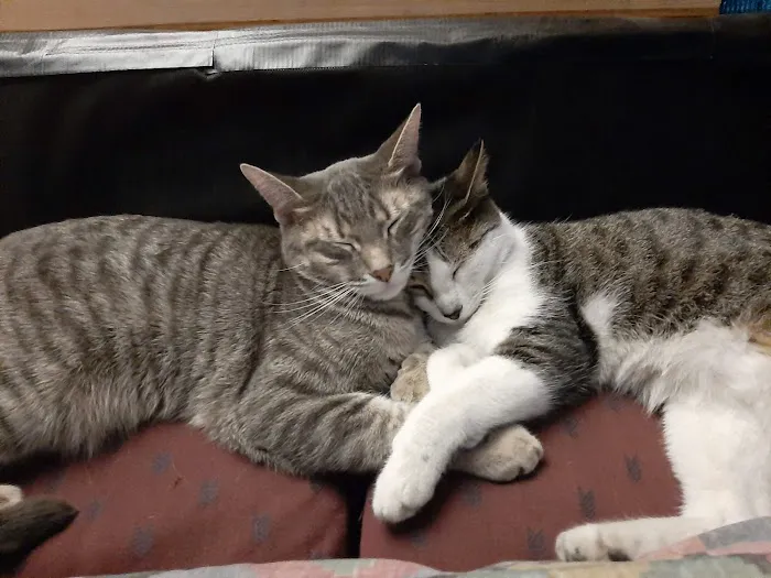 Spay Neuter Express 8