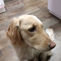 Oceana Veterinary Clinic ico