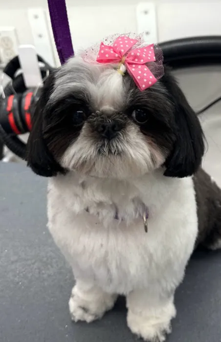 Glencoe Animal Hospital 7