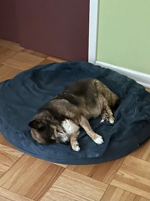 Glencoe Animal Hospital 6