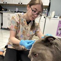 Arya Animal Acupuncture - Specialty Integrative Veterinary Medicine | Dr. Priya Bhatt, DVM ico