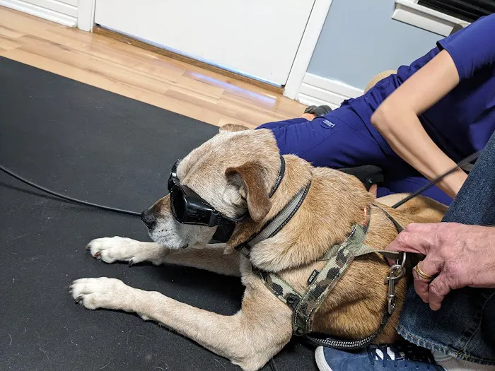 Arya Animal Acupuncture - Specialty Integrative Veterinary Medicine | Dr. Priya Bhatt, DVM 12