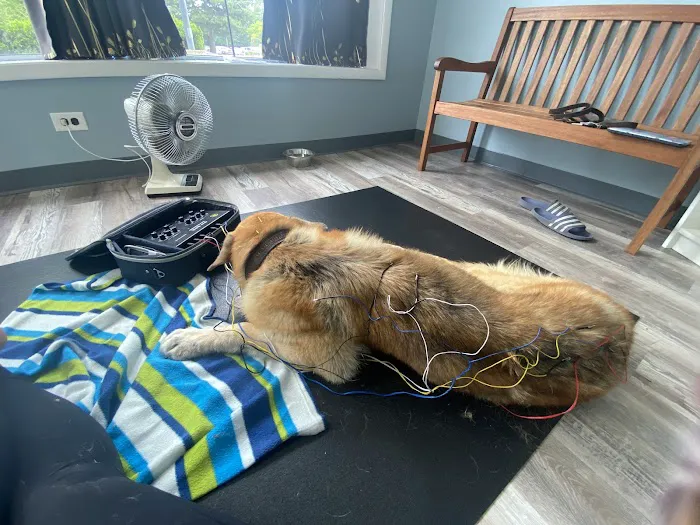Arya Animal Acupuncture - Specialty Integrative Veterinary Medicine | Dr. Priya Bhatt, DVM 12