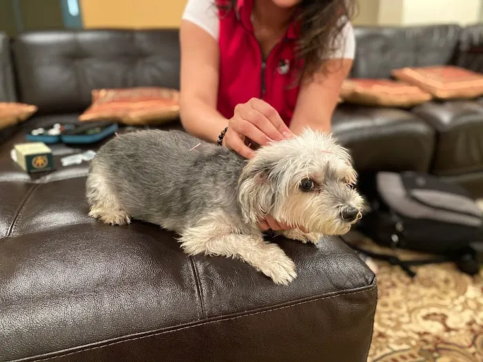 Arya Animal Acupuncture - Specialty Integrative Veterinary Medicine | Dr. Priya Bhatt, DVM 12