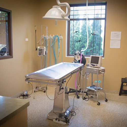 GreenTree Animal Hospital 12
