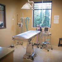 GreenTree Animal Hospital ico