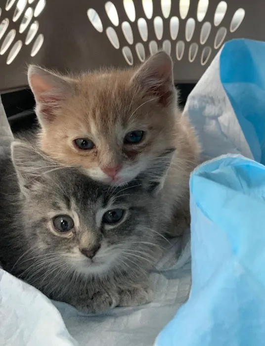 4 Paws Animal Hospital 1