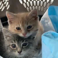 4 Paws Animal Hospital ico
