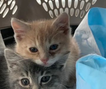 4 Paws Animal Hospital