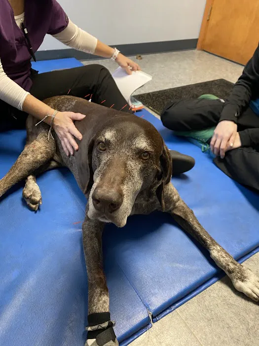 TOPS Veterinary Rehabilitation, A Thrive Pet Healthcare Partner 9