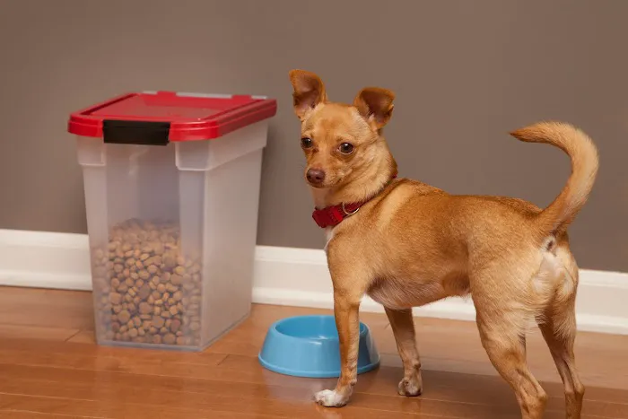 TOPS Veterinary Rehabilitation, A Thrive Pet Healthcare Partner 7