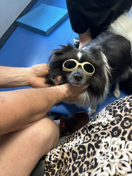 TOPS Veterinary Rehabilitation, A Thrive Pet Healthcare Partner 4
